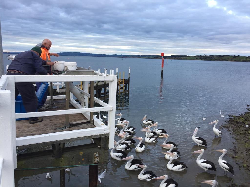 Pelicans Motel Сан-Ремо Экстерьер фото